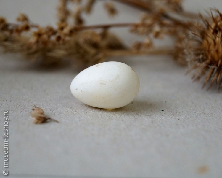 Яйцо ласточки береговой
