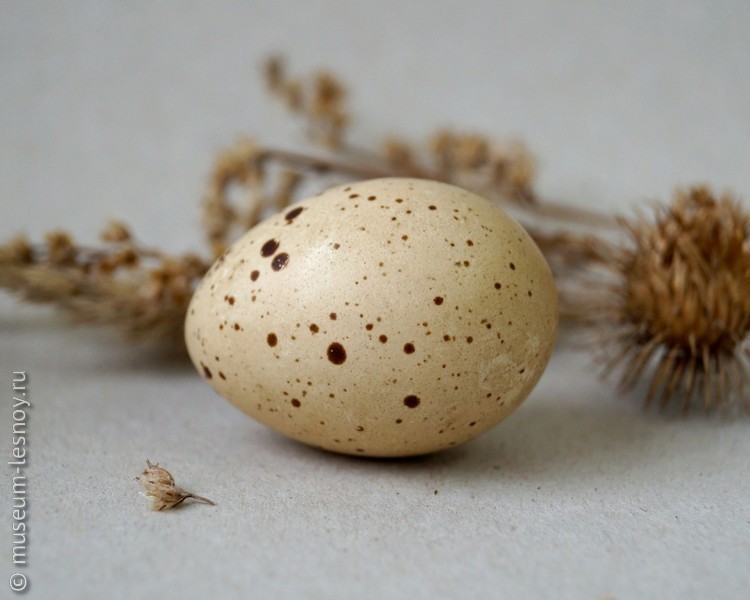 Яйцо рябчика
