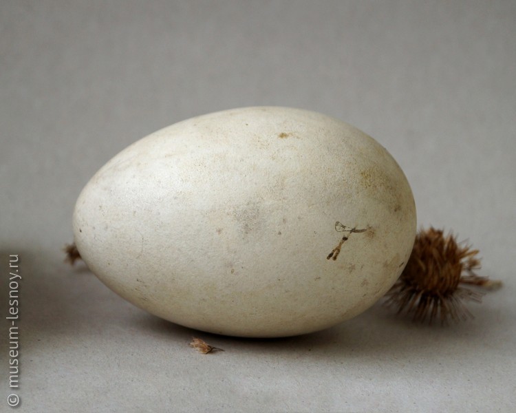 Яйцо орлана-белохвоста