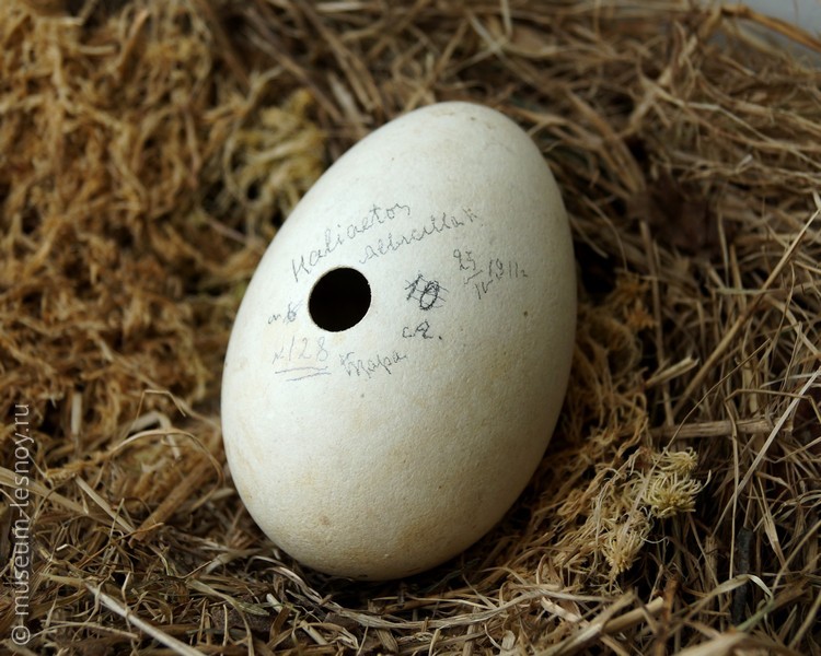 Яйцо орлана белохвоста, Сбор 1911 года.