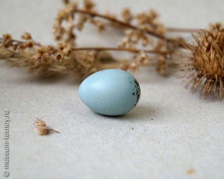 Яйцо чечевицы обыкновенной