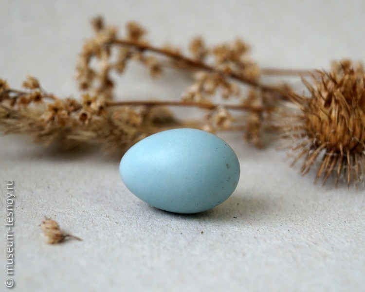 Яйцо кукушки обыкновенной